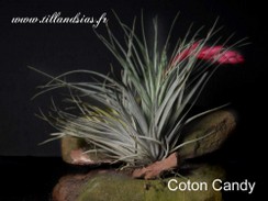 Coton Candy.jpg