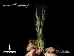 Disticha.jpg