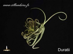 Duratii.jpg