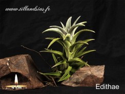 Edithae.jpg