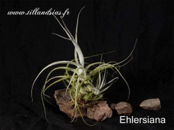 Ehlersiana.jpg