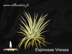 Espinosae Vriesea.jpg