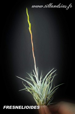 FRESNELIOIDES.jpg