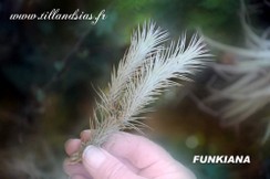 FUNKIANA.jpg