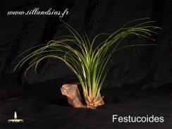 Festucoides.jpg
