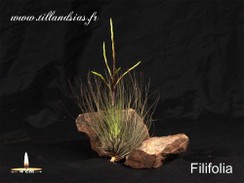 Filifolia.jpg