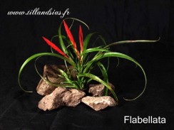 Flabellata.jpg
