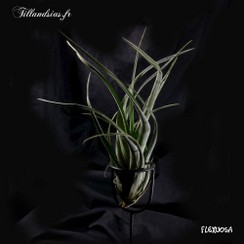 Flexuosa-2015_09.jpg