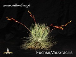 Fuchsii,Var.Gracilis.jpg