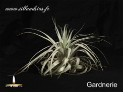 Gardnerie.jpg