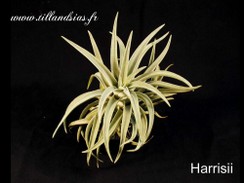 Harrisii.jpg