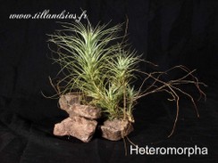 Heteromorpha.jpg