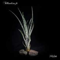 Hildae_2016.jpg