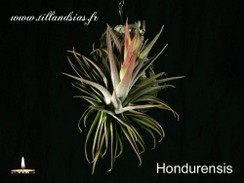 Hondupensis.jpg