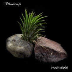 Huamelula_2016.jpg