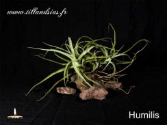 Humilis.jpg
