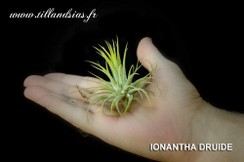 IONANTHA DRUIDE.jpg