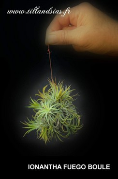 IONANTHA FUEGO BOULE.jpg