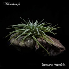 Ionantha Humelula_2016.jpg