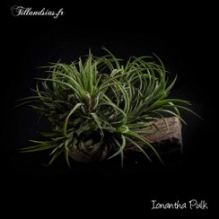 Ionantha Pulk_2016.jpg