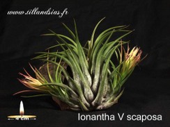 Ionantha V scaposa.jpg