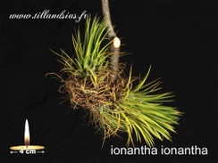 Ionantha ionantha.jpg