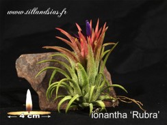 Ionantha rubra.jpg
