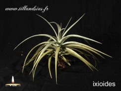 Ixioides.jpg
