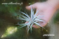 JOCUNDA.jpg