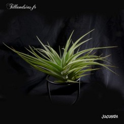 Jucunda_2015.jpg