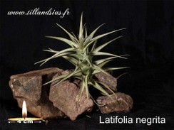 Latifolia negrita.jpg