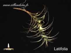 Latifolia.jpg