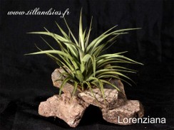 Lorenziana.jpg