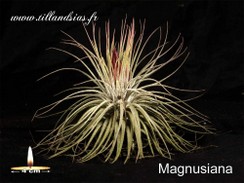 Magnusiana.jpg