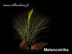 Melancotrika.jpg