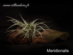 Meridionalis.jpg