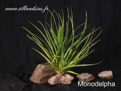 Monodelpha.jpg