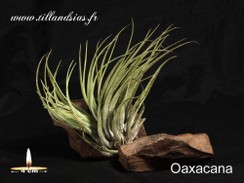 Oaxacana.jpg