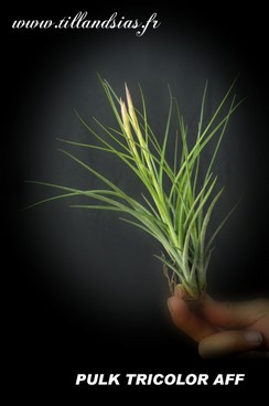PULK TRICOLOR-AFF.jpg