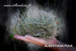 PULK_ALBERTIANA .jpg