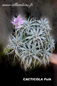 PULK_CACTICOLA pulk.jpg