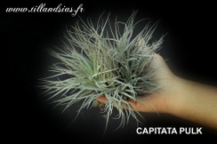PULK_CAPITATA PULK.jpg