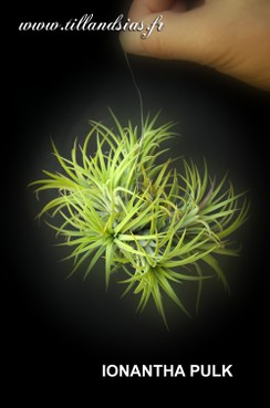 PULK_IONANTHA PULK.jpg