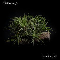 PULK_Ionantha Pulk_2016.jpg