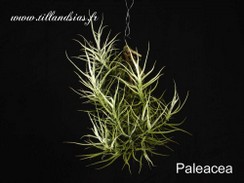 Paleacea.jpg