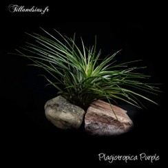 Plagiotropica purple_2016.jpg