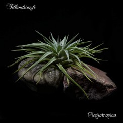 Plagiotropica_2016.jpg