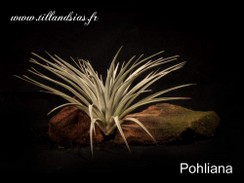 Polhiana_01.jpg