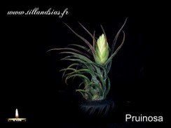 Pruinosa.jpg