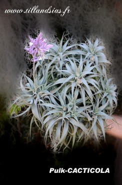 Pulk-CACTICOLA.jpg